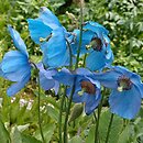 Meconopsis betonicifolia (mekonops bukwicolistny)