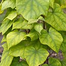 Menispermaceae (miesięcznikowate)