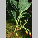 Rhododendron menziesii (różanecznik menziesii)