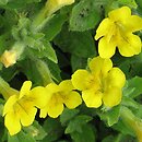 Mimulus moschatus (kroplik piżmowy)