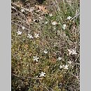 Moenchia mantica (menchia mantejska)