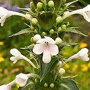 Morina longifolia (morina długolistna)