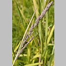 Muhlenbergia mexicana (przyostnia meksykańska)