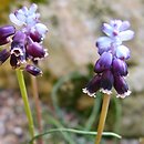 Muscari anatolicum