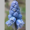 Muscari azureum (szafirek błękitny)