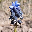Muscari discolor
