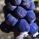 Muscari leucostomum