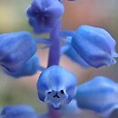 Muscari parviflorum