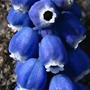 Muscari transsilvanicum