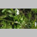 Myosotis caespitosa (niezapominajka darniowa)