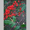 Nandina domestica (nandina domowa)