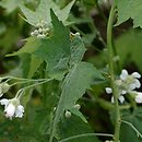 Napaea dioica