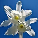 Narcissus Thalia