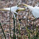Narcissus cantabricus