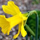 Narcissus hispanicus (żonkil hiszpański )
