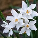 Narcissus papyraceus