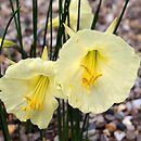 Narcissus romieuxii