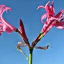 Nerine