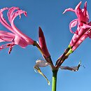 Nerine bowdenii