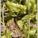 Nicotiana langsdorffii (tytoń Langsdorfa)
