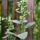 Nicotiana rustica (tytoń bakun)