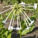 Nicotiana sylvestris