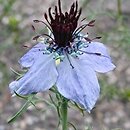 Nigella hispanica (czarnuszka hiszpańska)
