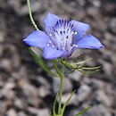 Nigella integrifolia