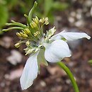 Nigella sativa (czarnuszka siewna)