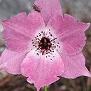 Nomocharis saluenensis