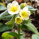 Nonea lutea (zapłonka żółta)