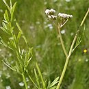 Oenanthe lachenalii (kropidło Lachenala)