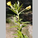 Oenothera albipercurva (wiesiołek zgiętoosiowy)