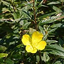 Oenothera fruticosa (wiesiołek krzaczasty)