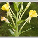 Oenothera hoelscheri (wiesiołek Hoelschera)