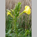 Oenothera victorini (wiesiołek nyski)