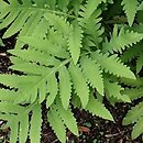 Onoclea sensibilis (onoklea wrażliwa)
