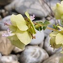 Origanum acutidens