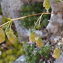 Origanum hypericifolium