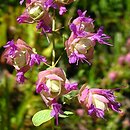 Origanum scabrum (lebiodka szorstka)