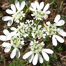 Orlaya grandiflora (orlaja wielkokwiatowa)