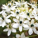 Ornithogalum saundersiae (śniedek Saundersa)