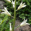 Ornithogalum dipcadiflorum