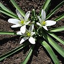 Ornithogalum fimbriatum