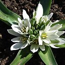Ornithogalum lanceolatum