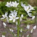 Ornithogalum magnum