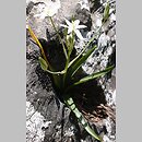 Ornithogalum montanum (śniedek górski)