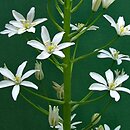 Ornithogalum narbonense (śniedek narboński)