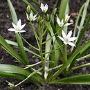 Ornithogalum oligophyllum