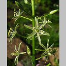 Ornithogalum pyrenaicum (śniedek pirenejski)
